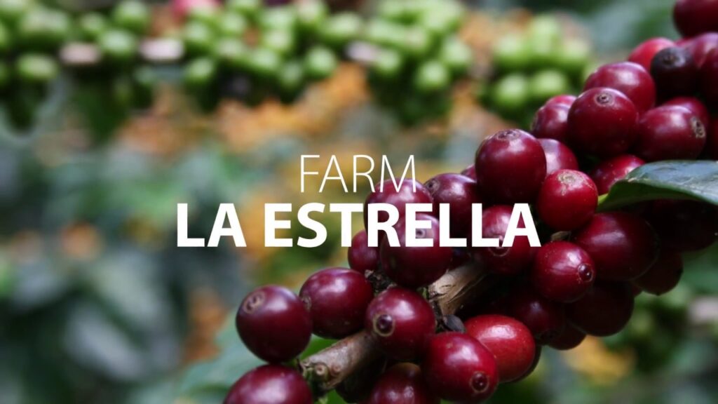 cafe en grano la estrella
