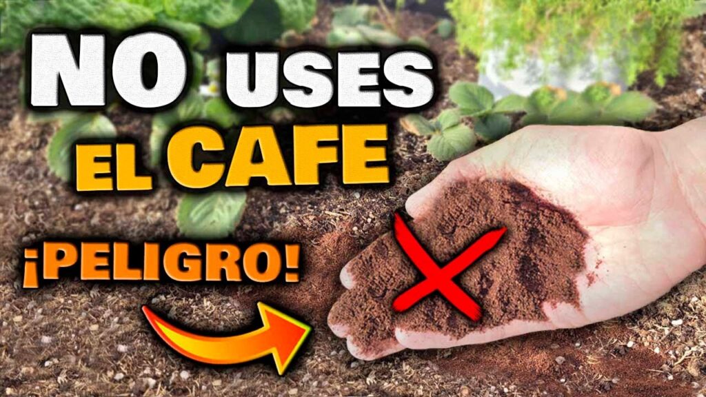 café molido usado para las plantas